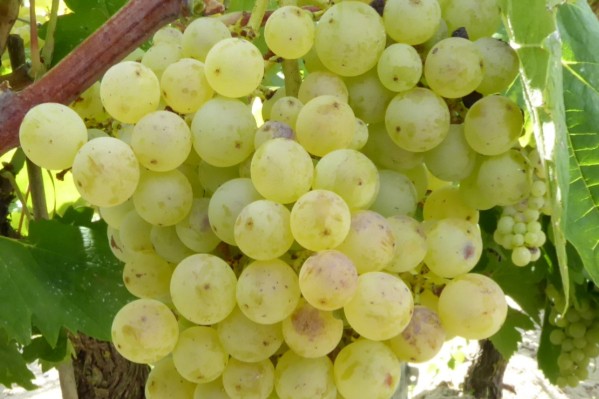 3 nouveaux cépages blancs adaptés au climat et peu sensibles aux maladies