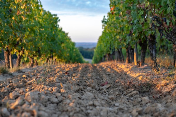 Seuls 10 % des sols viticoles français sont en bonne santé