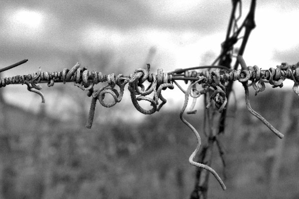 Une vigneronne interdite de travailler par celui qui l’a violentée