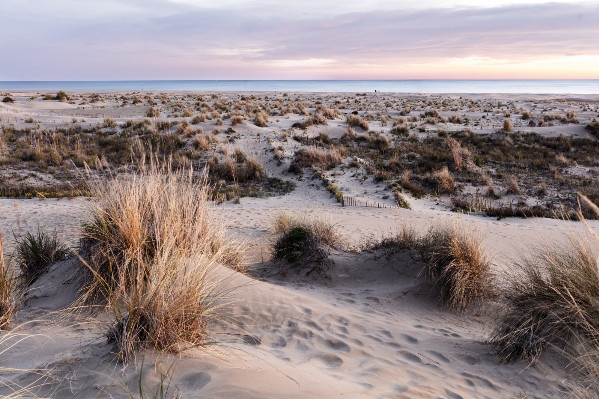 Terre de Camargue veut son vin IGP, ça n’est pas gagné