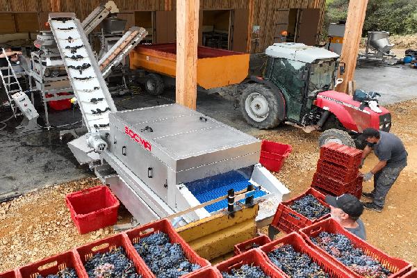 'L'eau du bac de lavage, on aurait dit du Smecta' La laveuse de raisins de Socma élimine poussières, débris végétaux et résidus phytos