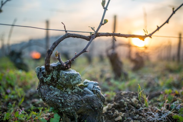 Le risque de gel sur vigne cartographié au km près