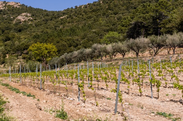 La course contre le mildiou va démarrer dans les vignes de Provence