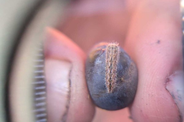 Des centaines de pièges pour éradiquer Cryptoblabes du vignoble