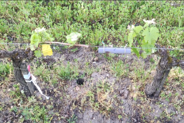 La traque aérienne du mildiou progresse dans les vignes