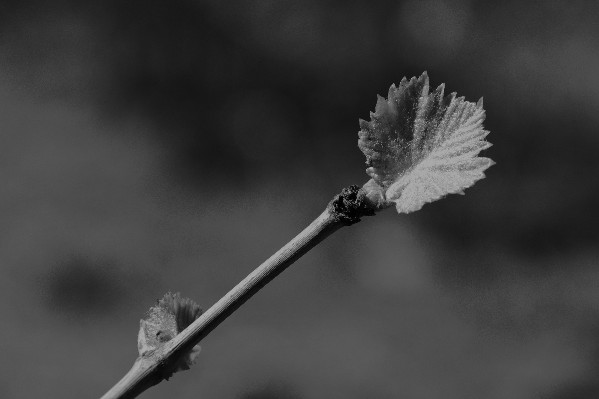 Une vigneronne empêchée de travailler par celui qui l’a violentée : c'est légal mais pas moral pour l’État