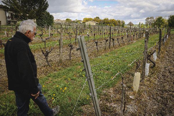 'Nous continuons les travaux de la vigne, mais beaucoup se demandent à quoi bon », Cognac plombé par les taxes