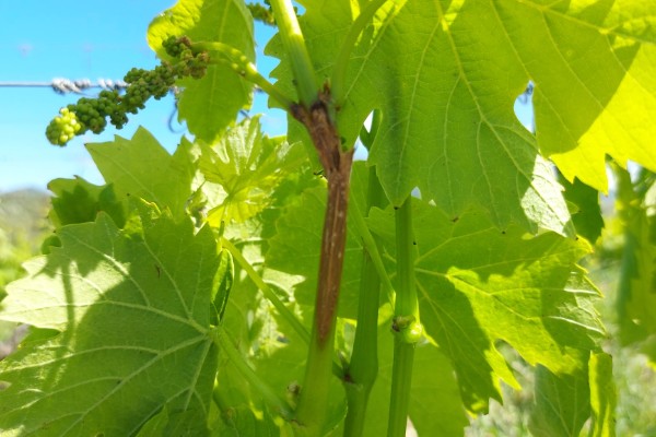 Déjà du mildiou, du black-rot et du botrytis dans le vignoble de Corse