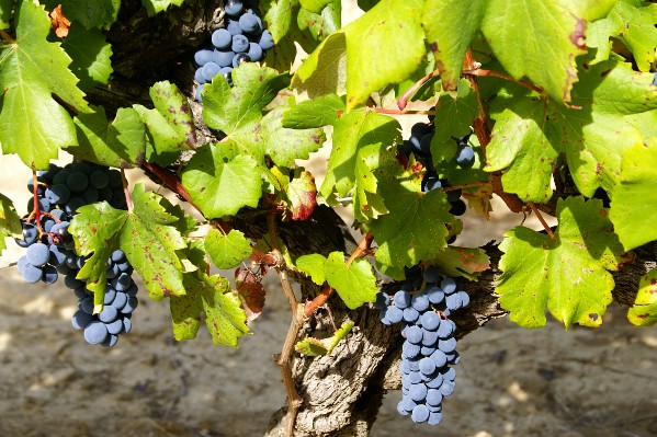 Au propre, au figuré, les vins de Sommières s'offrent en pépite du Languedoc