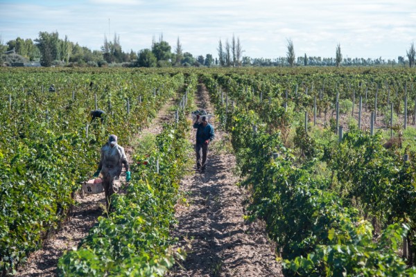 Maîtrise des volumes et ambition qualitative pour les vendanges de l'Hémisphère Sud
