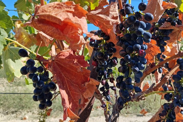 De l’alcool pour rendre la vigne résistante à la sécheresse