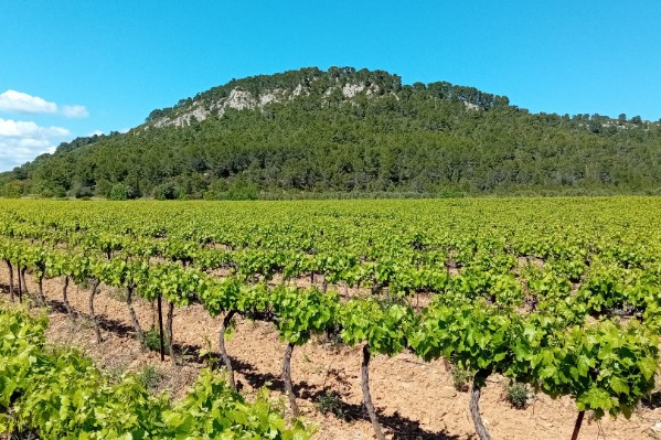 'Les vignerons auront des raisins à vinifier en 2025'