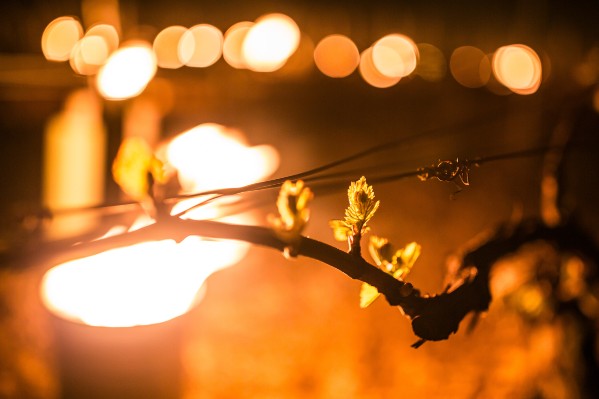 Comment protéger la vigne du gel sans cramer l’environnement