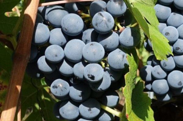 Au moins deux traitements préventifs dans les vignes plantées avec des cépages résistants