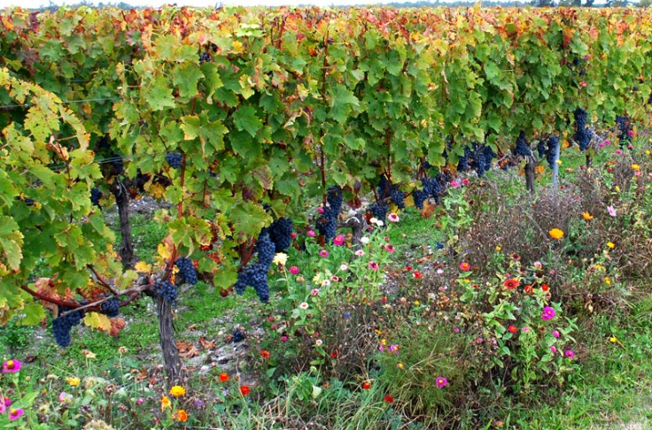 Le respect de l’environnement décisif pour 13 % des acheteurs de vin