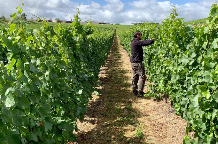 Recours et fronde contre les vignes semi-larges en Champagne