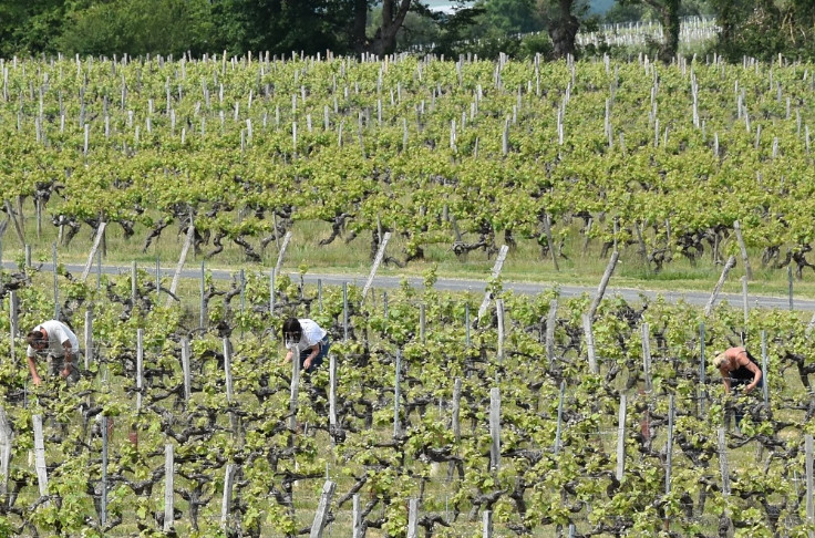Loire Propriétés s’implique dans le travail viticole saisonnier   