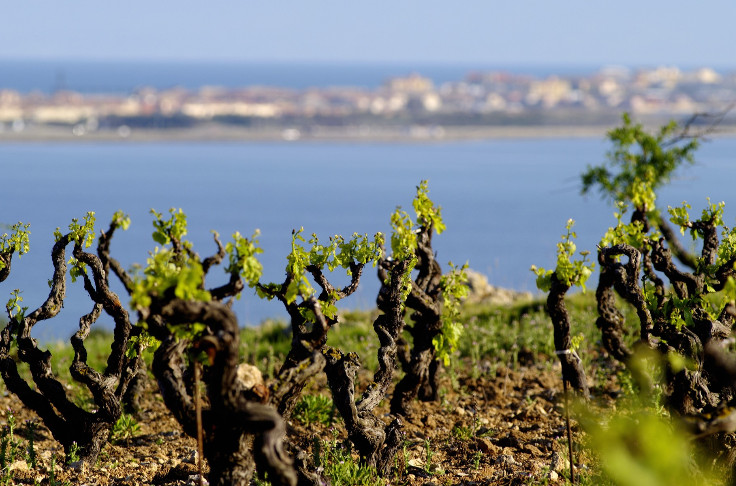 Fitou et Corbières prêts à quitter l’interprofession des vins du Languedoc