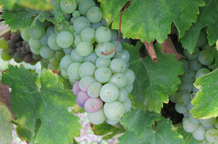 Le produit de biocontrôle Vitisan désormais autorisé contre le botrytis de la vigne