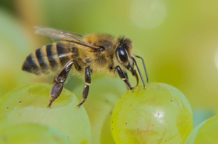 Des produits de biocontrôle peuvent également nuire à la biodiversité