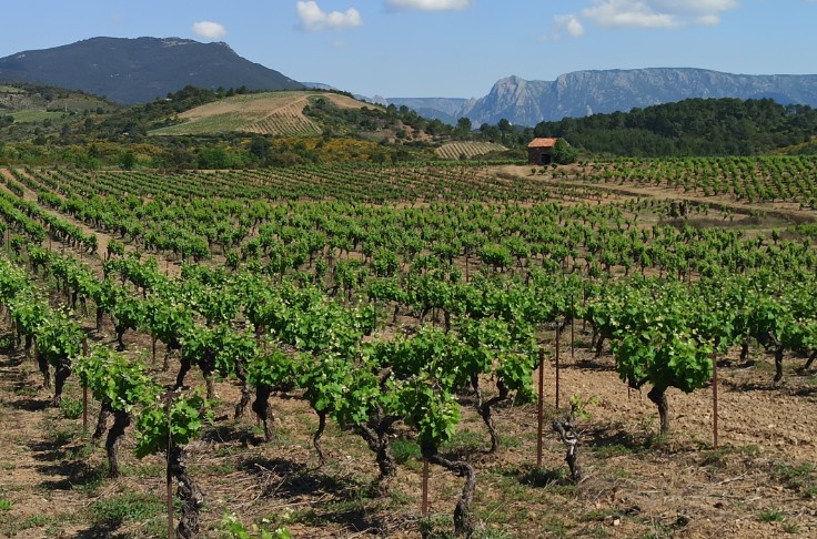 La levure de terroir viticole fait, toujours, débat