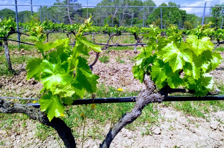 La sécheresse remet déjà en cause les vendanges de nombreux vignerons