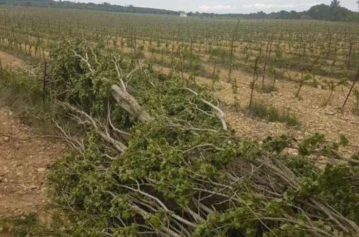 Pas d’aide aux vignobles endommagés par des castors