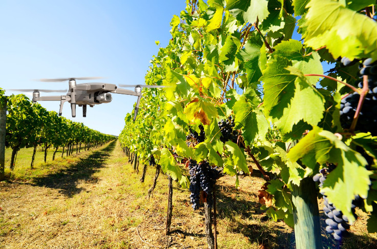 À quoi ressemblera le vignoble du futur ?