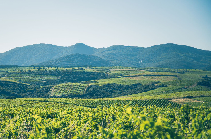Faugères s'aligne sur la voie du retrait de l'interprofession des vins du Languedoc