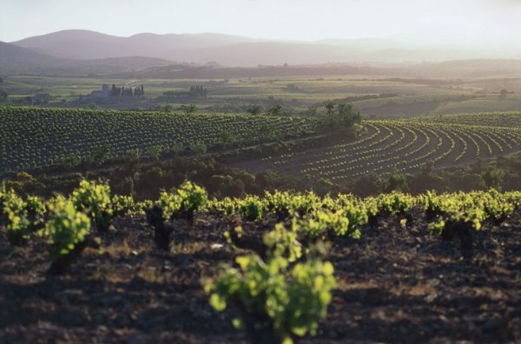 Du changement climatique sur le mildiou de la vigne, l’oïdium, eudémis... 