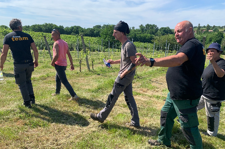 La vigne, 