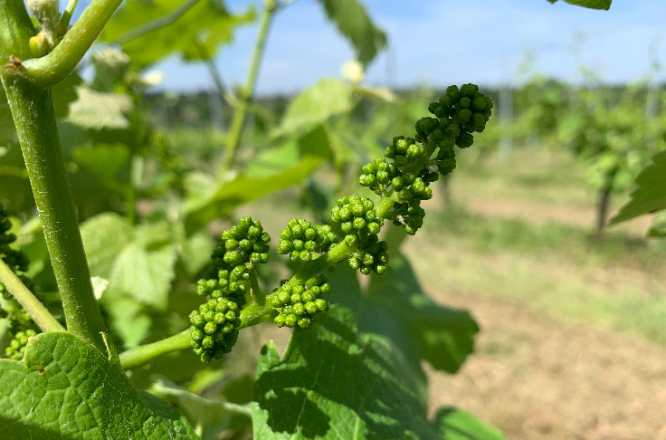 La vigne part sur 