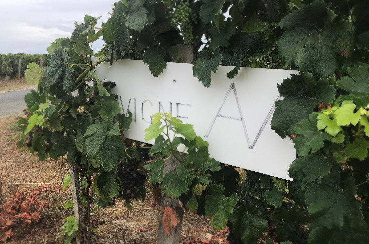 Un prix des vignes à deux vitesses 📉 AOC génériques et 📈des crus porteurs