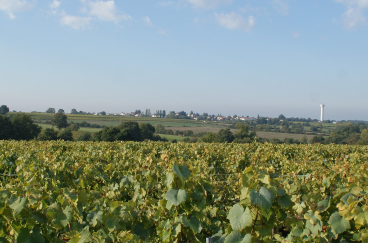 Les vins du Muscadet devraient retrouver du volume en 2022