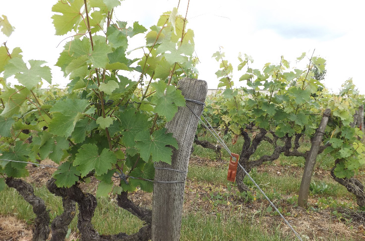 La vigne pousse vite et en pleine santé en Touraine