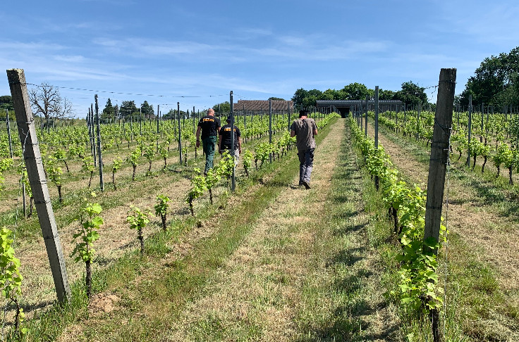 Trucs et astuces pour embaucher à la vigne et au chai