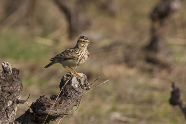 Un inventaire des oiseaux pour estimer la biodiversité globale du vignoble