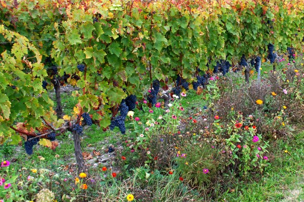 Le respect de l’environnement décisif pour 13 % des acheteurs de vin