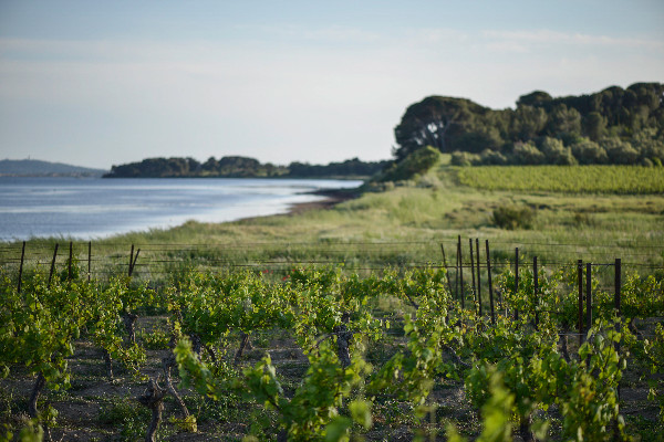 La LGV traversera le vignoble de Picpoul de Pinet