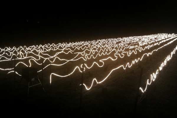 Ceci n'est pas une guirlande de Noël, mais une solution antigel pour les vignes