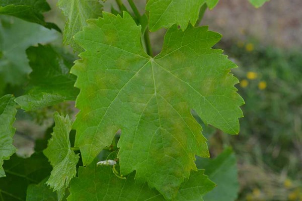 La vigne se pare de ses premières tâches de mildiou