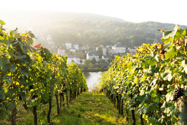 Fête des vins et renouveau du vignoble en Moselle