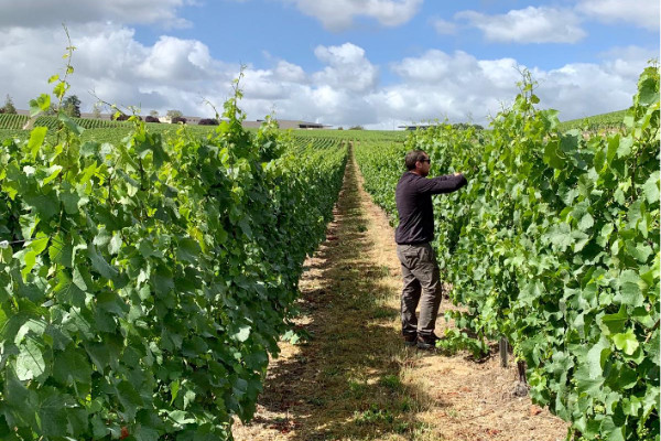 Recours et fronde contre les vignes semi-larges en Champagne