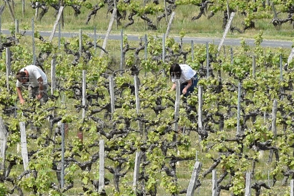 Loire Propriétés s’implique dans le travail viticole saisonnier   