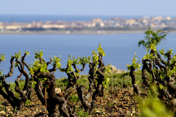 Fitou et Corbières prêts à quitter l’interprofession des vins du Languedoc
