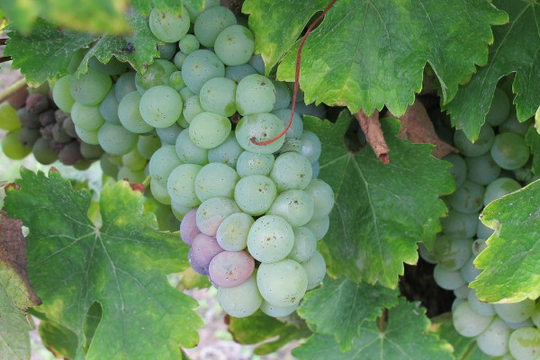 Le produit de biocontrôle Vitisan désormais autorisé contre le botrytis de la vigne
