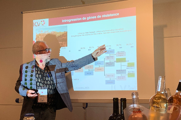 45 cépages résistants autorisés et plantés sur 1 200 hectares de vignes en France   