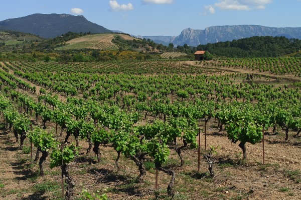 La levure de terroir viticole fait, toujours, débat
