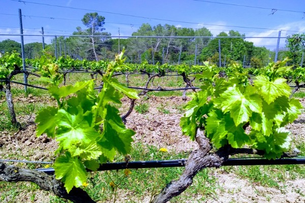 La sécheresse remet déjà en cause les vendanges de nombreux vignerons