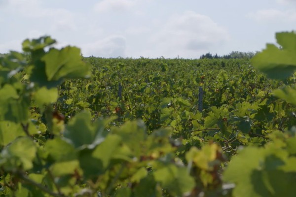 'Si un seul maillon est défaillant', la lutte vigneronne contre la flavescence dorée s'effondre